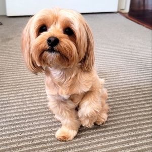 Dog can snap you out of any kind of bad mood